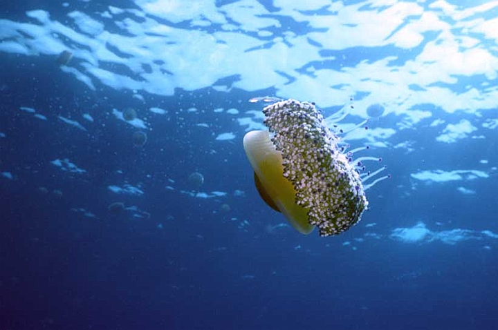 10 Cothyloriza tubercolata.jpg - ...l'ho fotografata in Sardegna, ma comincia a vedersi anche da noi...
